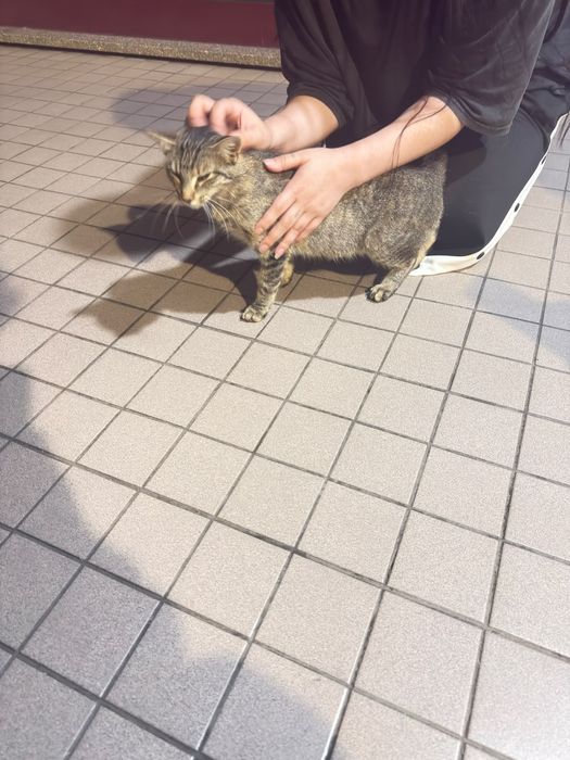 Gatinha abandonada e muito meiga