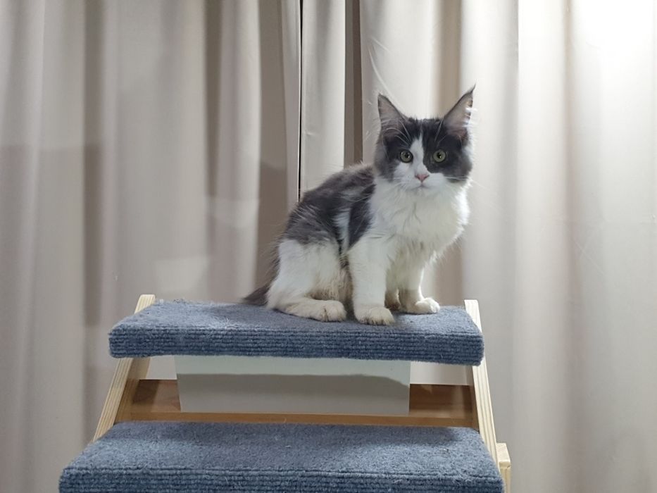 Fêmea maine coon com pedigree