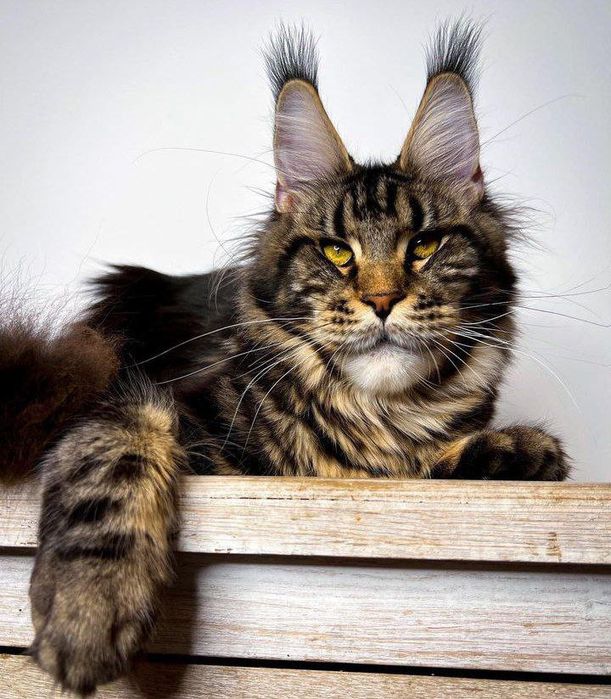 Vip Mainecoon кошенята