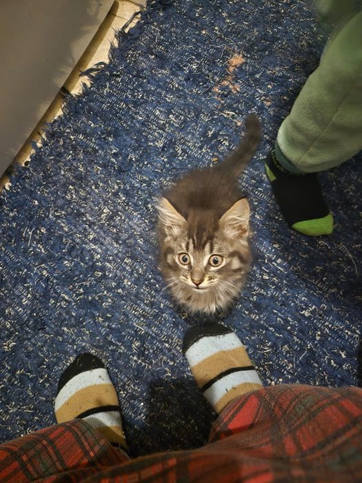 gatinho dos bosques