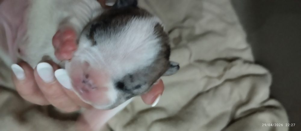 Bulldog francês merly