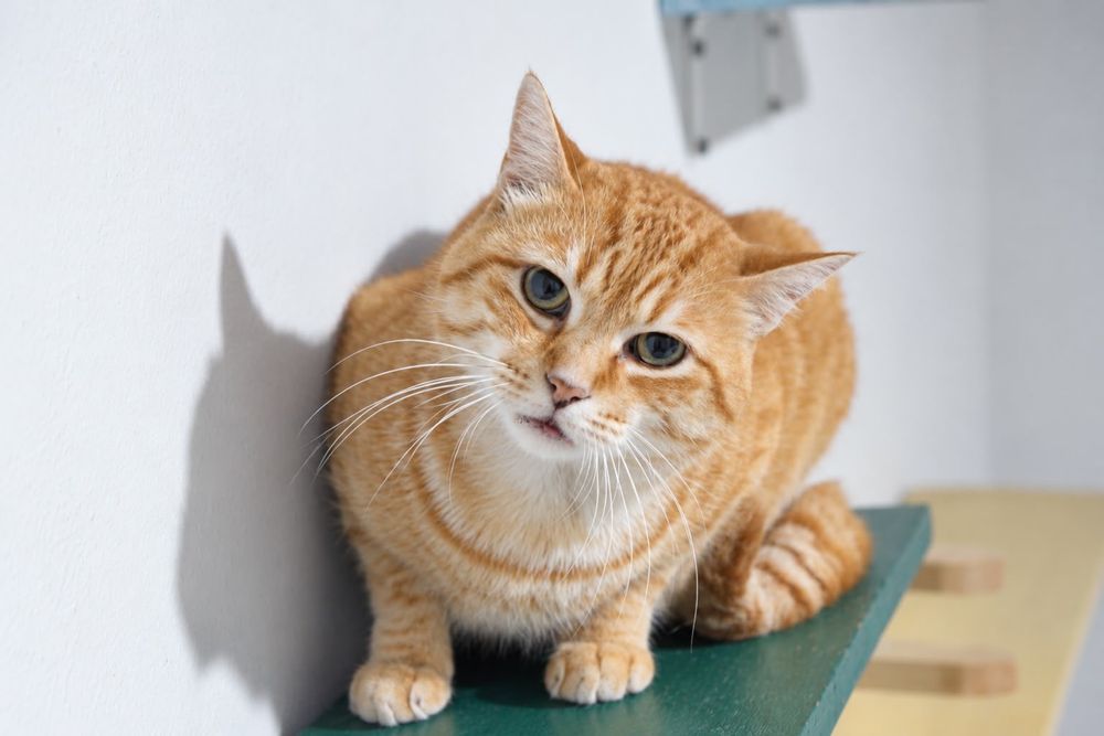 Pumpkin para adoção responsável