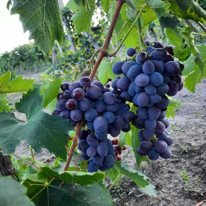 столовый виноград