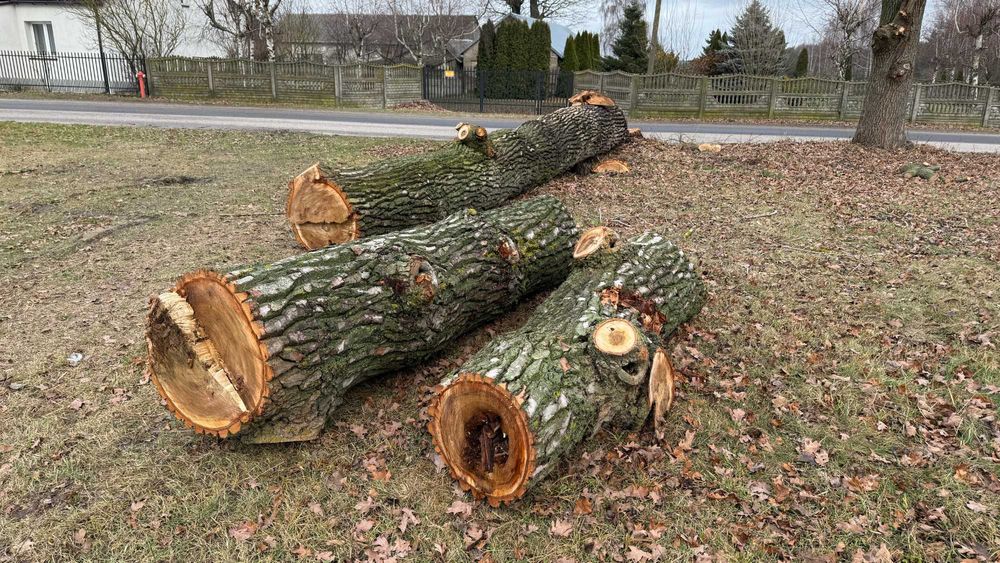Drewno z wycinki - jabłoń i topola