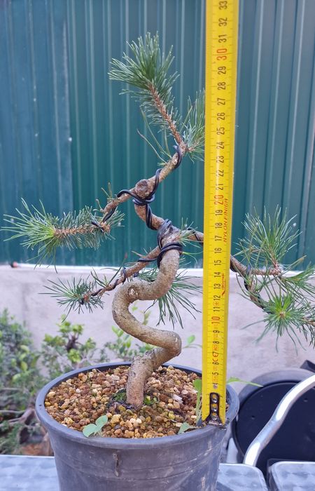 Pré bonsai Pinus Sylvestris