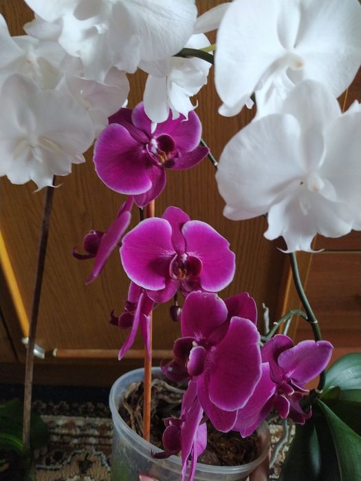 Орхідея джевел перлина імператора