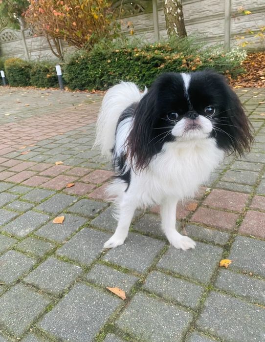 Chin japoński japan chin