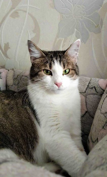 Фелічіта 1,5 роки Кішка Кошка Європейська короткошерста