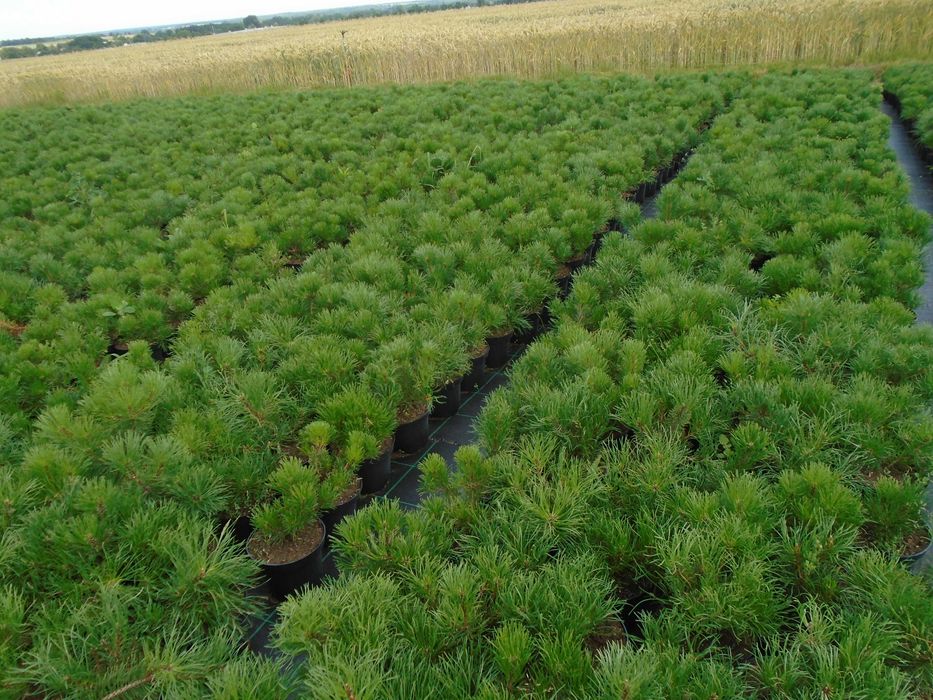 Kosodrzewina Pinus Mugo Pumilio 2L. 20-30cm.