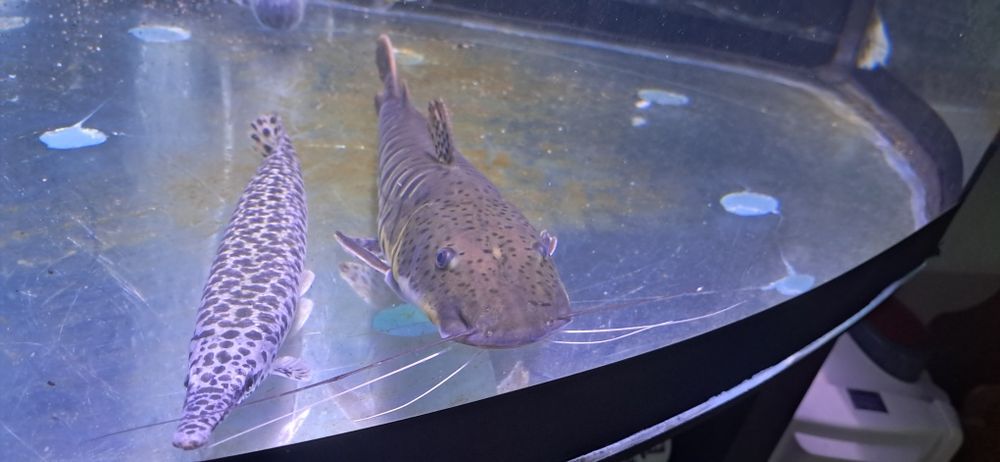 Vendo TSN (pseudopastitoma fasciatum) 35-40Cm
