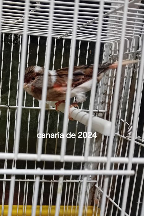 canárias de ano 2024