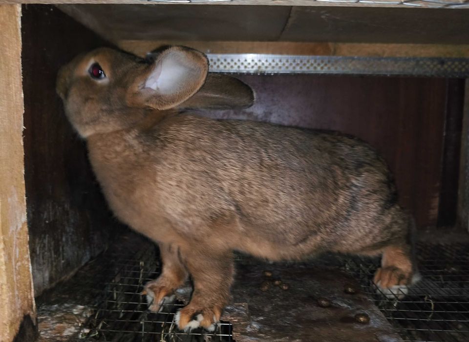 Кролики самці 3 місяці