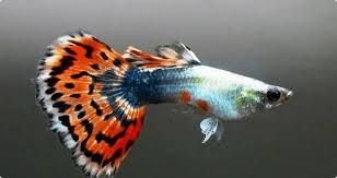 Гуппи Гуппі (Poecilia reticulata)