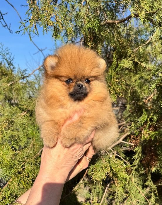 Красуні помераночки