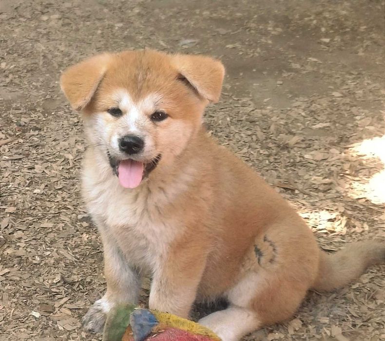 Японская Акита -ину ищет своих хозяев!