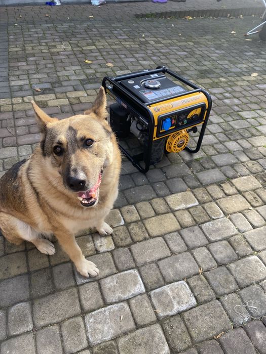 Бензиновий генератор Pezal PGG3100X