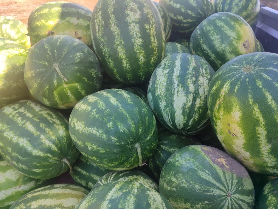 Продам кавун Карістан