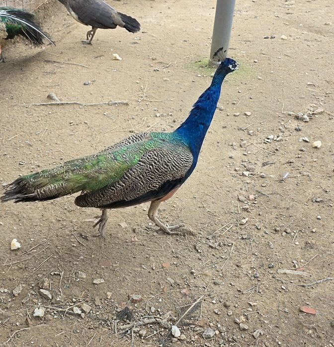 Pavão com ano e meio