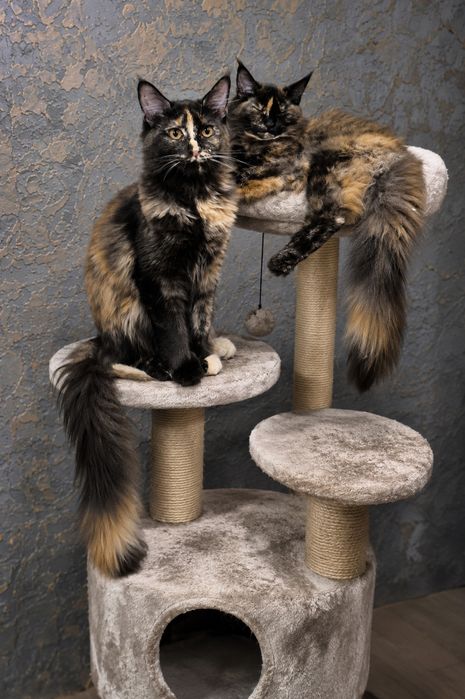 Кошенята Мейн кун