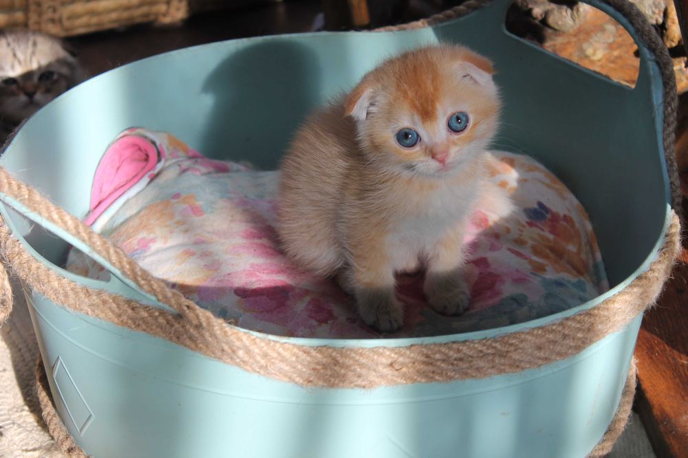 Шотландський фолд з яскравим відтінком золота