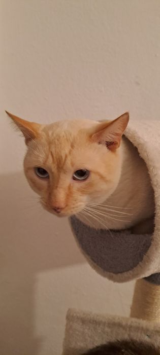 Gatinhos para adoção *urgente*