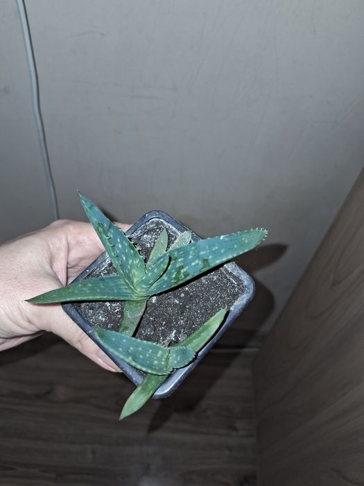 Алоє Вєра більший та менший