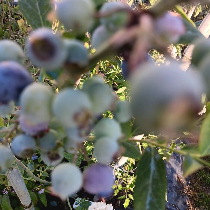 Árvores de frutos