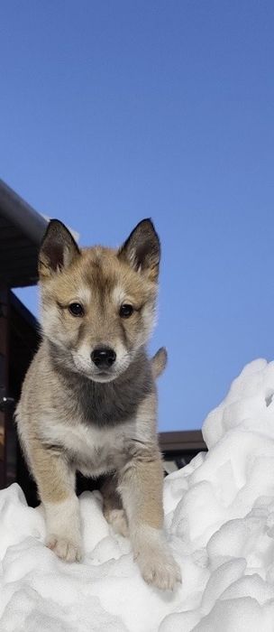Щенята  віддамо в добрі руки