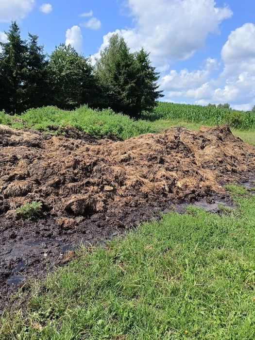 Witam sprzedam obornik bydlęcy 50 zł za tonę