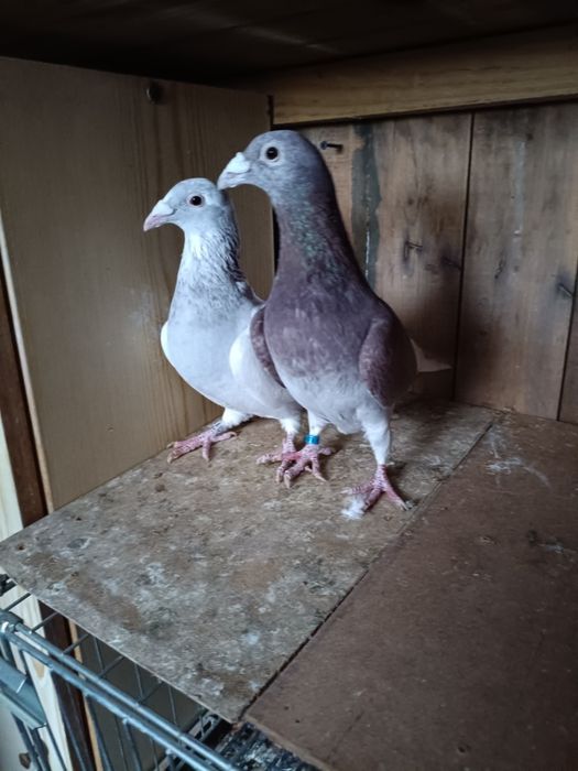 Golebie staropolskie