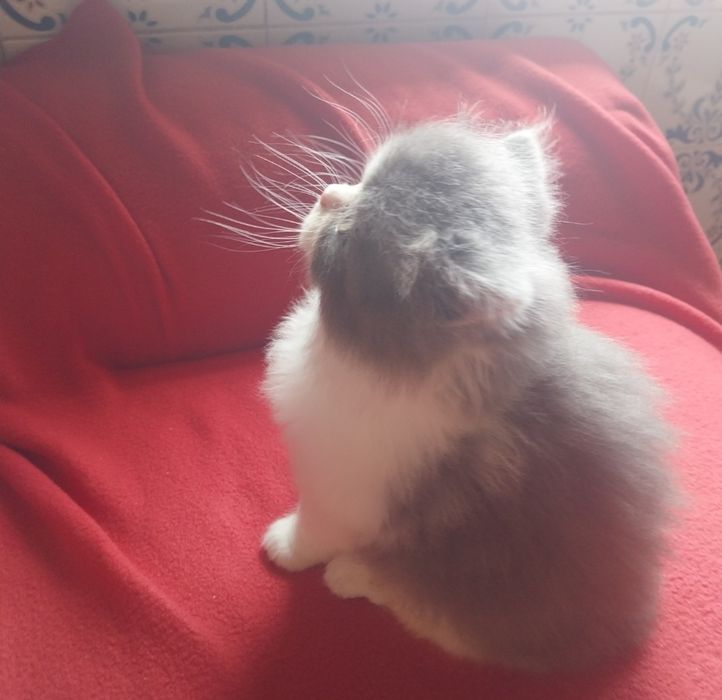 Gato persa com 2 meses