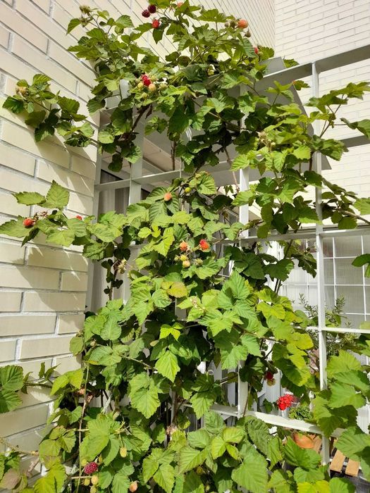 Rebentos de Framboesas