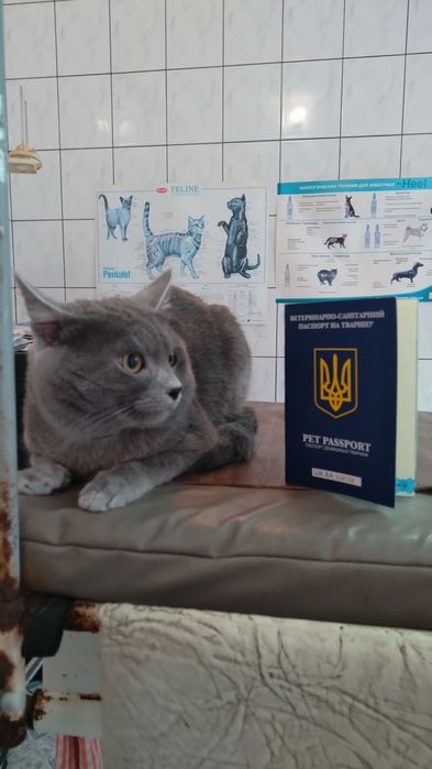 Пропоную для злучки неймовірно красивого котика Дима!