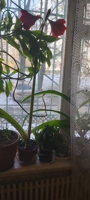 Гиппеаструм семейства амариллис