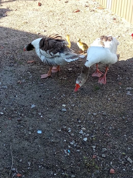 Casal de gansos acabados de criar