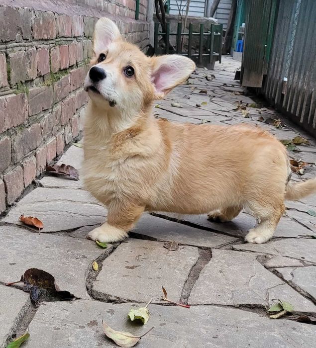Вельш коргi  3 мiсяцi дiвчинка з довгим хвостиком .КСУ.