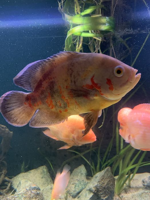 Pielegnica pawiooka albino