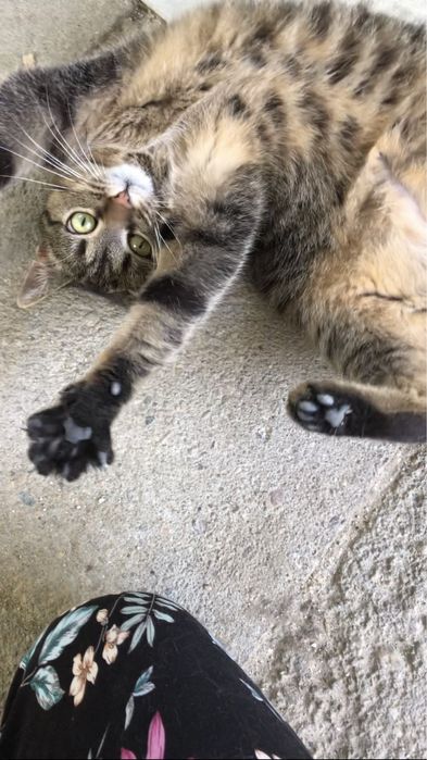 Wesoła, śliczna i młoda Amber szuka domu!