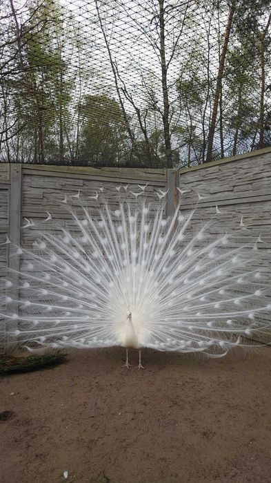 Sprzedam białe pawie samce