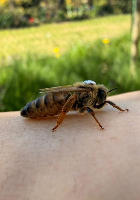 Matka pszczela nieunasieniona Krainka Sklenar G10 / Sklenar H47