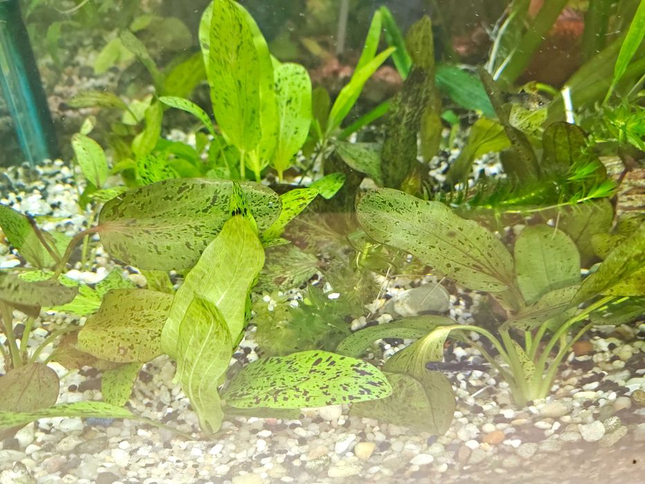 Żabienica Rośliny akwariowe Białystok