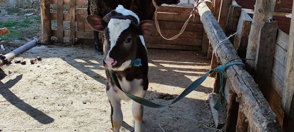 Продам тёлочку на хозяйство