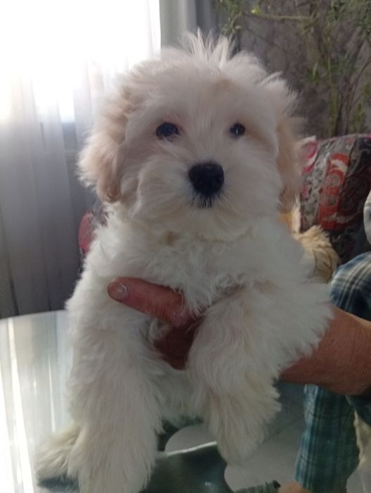 Два хлопчика мальтипу.