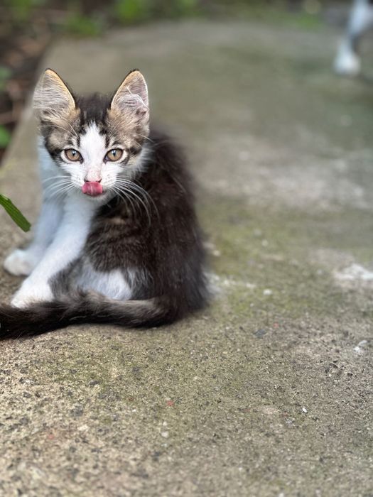 Віддам кошенят в дбайливі руки