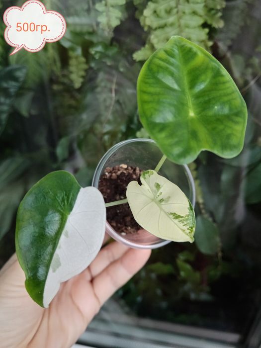 Алоказія Фрайдек,Сабріна,Сімпо,Махарані,Скат,Пінк Дракон,Batwing