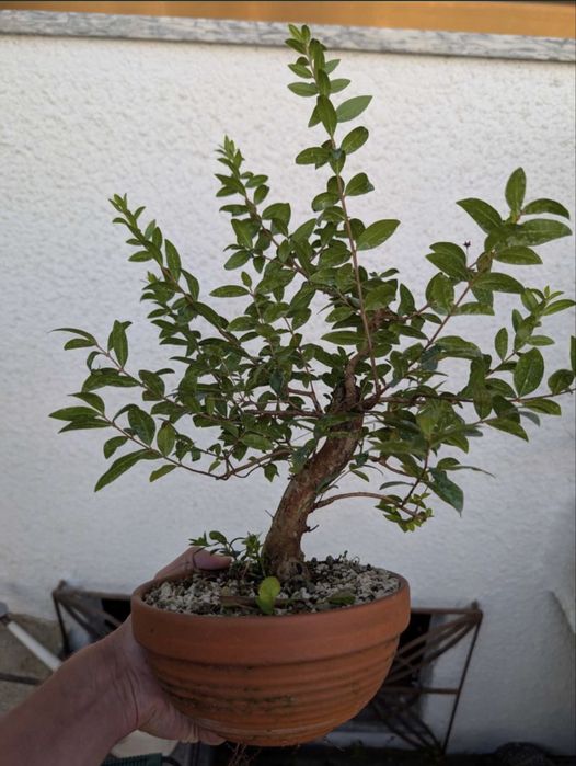 Bonsai Murta.