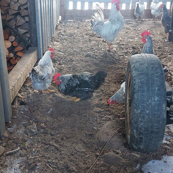 Продам півнів породи бірківська барвиста