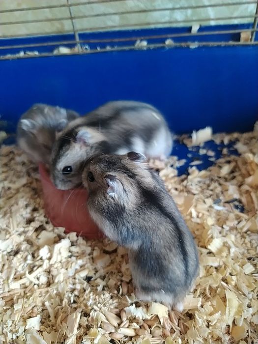 Джунгарик Кременчуг