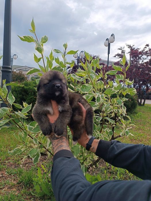 Американська акіта