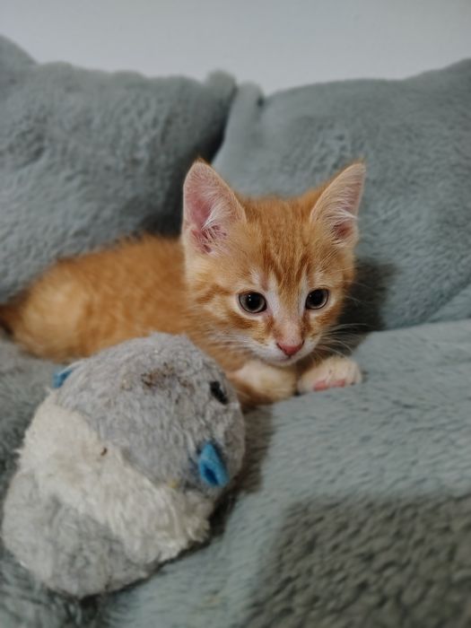 Storczyk i  Chaber 2 miesięczne kociaki do adopcji